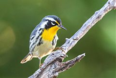 Yellow-throated Warbler