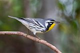 Yellow-throated Warblerborder=