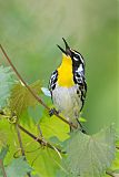 Yellow-throated Warblerborder=