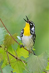 Yellow-throated Warbler