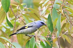 Yellow-winged Tanager