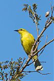 Yellow Honeyeater