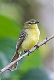 Yellow Tyrannulet