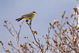 Eastern Yellow Wagtail