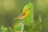 Yellow Warbler