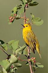 Yellow Warbler