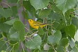 Yellow Warbler