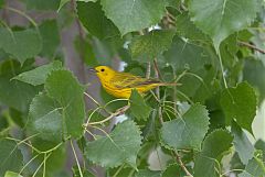 Yellow Warbler