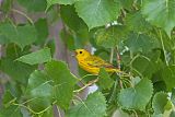 Yellow Warbler