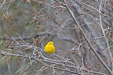 Yellow Warblerborder=