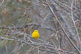 Yellow Warbler