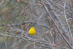 Yellow Warbler