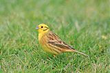 Yellowhammer