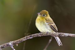 Yellowish Flycatcher