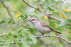 Yucatan Vireo