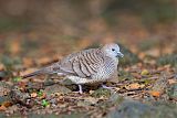 Zebra Dove