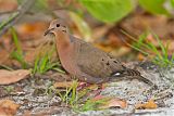 Zenaida Dove