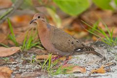 Zenaida Dove