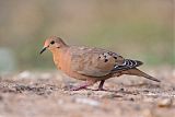 Zenaida Dove