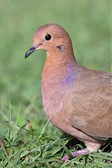 Zenaida Dove