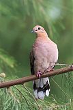 Zenaida Dove