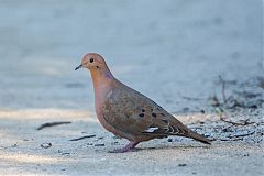 Zenaida Dove