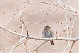 Northern Pygmy-Owlborder=