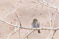 Northern Pygmy-Owl