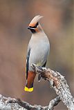 Bohemian Waxwingborder=