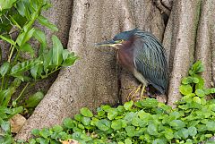 Green Heron