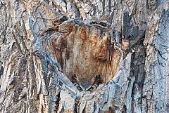 Great Horned Owl