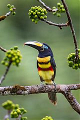 Many-banded Aracari