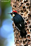 Acorn Woodpecker