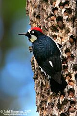 Acorn Woodpecker