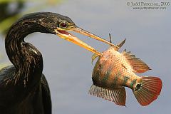 Anhinga