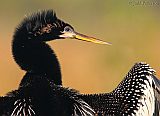 Anhinga