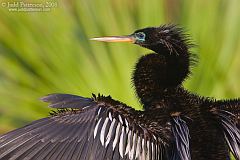 Anhinga