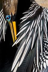 Anhinga