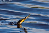 Anhinga