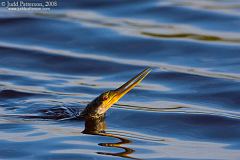 Anhinga