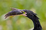 Anhinga