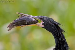 Anhinga