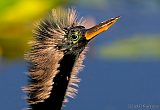 Anhinga