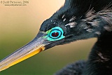 Anhinga