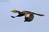 Anhinga