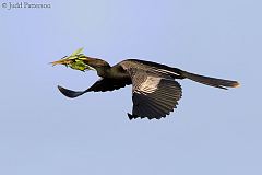 Anhinga