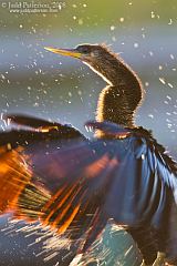 Anhinga