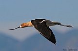 American Avocetborder=