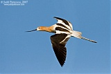 American Avocetborder=