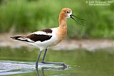 American Avocetborder=